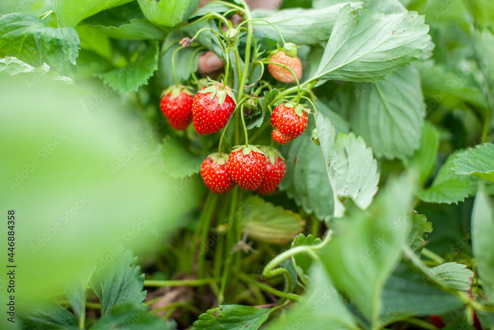 Poster red ripe strawberries are lying on the open palm of a woman's hand.