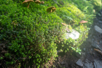 夏の瑞牆山の登山道の風景 A view of the trail in summer at Mt.Mizugakiyama.