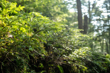 夏の瑞牆山の登山道の風景 A view of the trail in summer at Mt.Mizugakiyama.