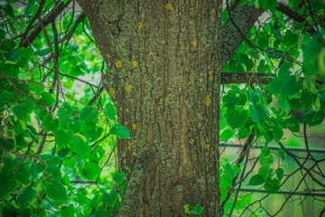 the trunk of a tree linden trees growing under the window