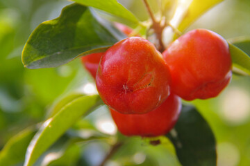 Fresh organic Acerola cherry on the tree, High vitamin C and antioxidant fruits.