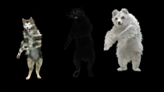 dog bear panther Dancing CG fur. 3d rendering, animal realistic CGI VFX, Animation Loop, composition 3d mapping cartoon, Included in the end of the clip with Alpha matte.