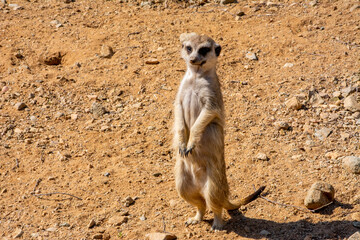 Meerkat
