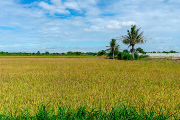 The rice fields, the sky is clear and the clouds are a beautiful blue, the rice fields are golden yellow and ready to be harvested.
