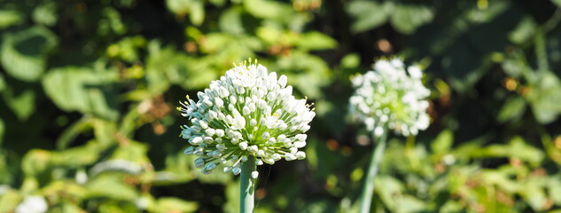 A flowering arrow of an onion is left in the garden for growing seeds of onion, nigella.