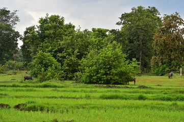 Rice field in the rainy season.