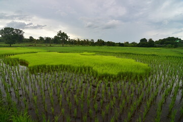 Fototapeta na wymiar Rice field in the rainy season.