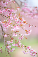 Wild himalayan cherry on tree in Chiang Mai province, Thailand.