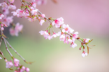 Wild himalayan cherry on tree in Chiang Mai province, Thailand.