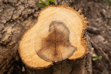 cross section of tree stump