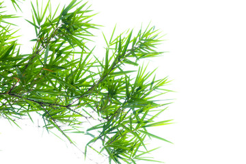 green dill isolated on white
