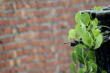 Heavy rain on leaf showing beautiful