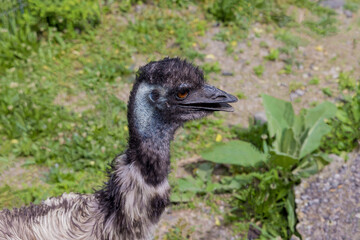 Australian emu blue head with ear, eye and open beak.