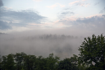 Krajobraz leśny we mgle	