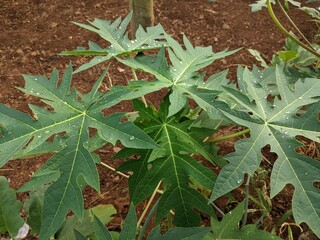 photo of fresh green papaya leaves in the morning