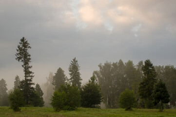 Widok oświetlonej polany we mgle z różnymi gatunkami drzew 