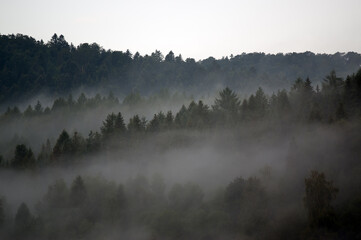 Obraz na płótnie Canvas Krajobraz leśny we mgle 