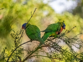 Lorikeets In V Shape