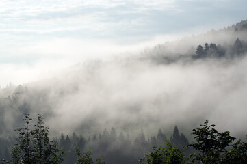Wierzchołki drzew las we mgle © Monika