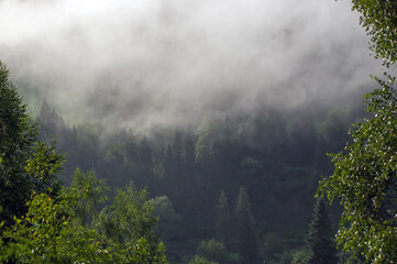 Krajobraz leśny wierzchołki drzew we mgle panorama	