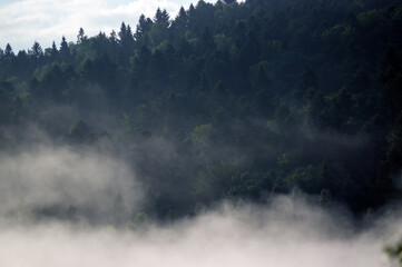 Wierzchołki drzew las we mgle