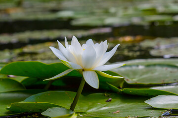 closeup white water lily on lake, summer water flora background