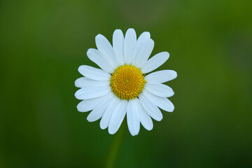 Close up wildlife flower daisy, Bellis perennis © Embreuš Marko