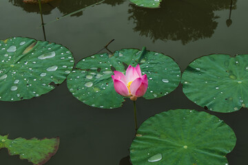 lotus plant in bloom on the lake water