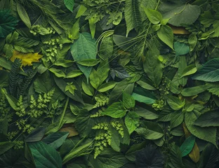 Fototapeten Foliage background with a variety of vibrant plant leaves showing a diverse ecosystem and the biodiversity of nature. © Leigh Prather