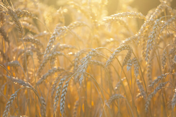 closeup golden wheat field in light of sun, agricultural background