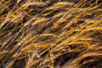 closeup golden whear ears background