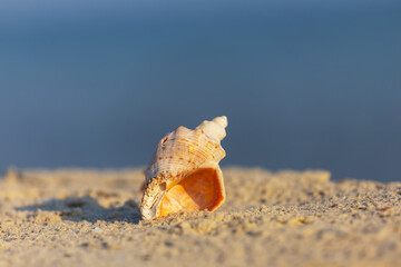 closeup marine shell on sandy sea beach, natural marine background