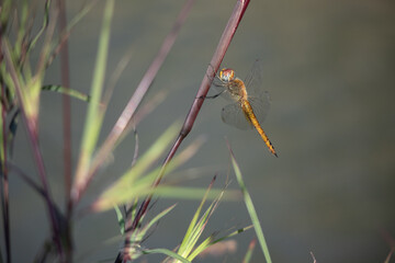 dragonfly perched on a plant near the river