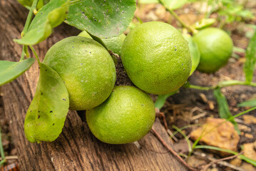 Lemon is a kind of green fruit that has a sour taste and is used as a raw material for cooking. popular in Thailand