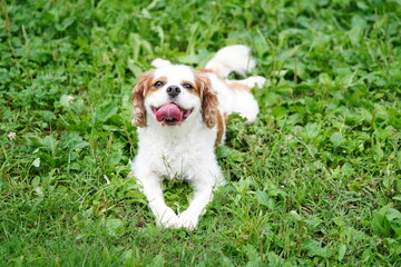 外を散歩するキャバリア