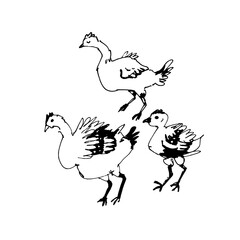 Fototapeta na wymiar Hand drawn turkey nestling. Poultry. Vector illustration in retro style