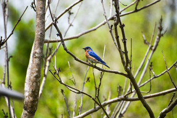Eastern bluebird sits in a tree in Knoxville, Tn - obrazy, fototapety, plakaty