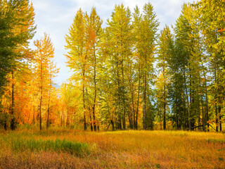 Autumn wilderness in Wyoming