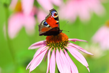 Beautiful colored European Peacock butterfly, Inachis io, Aglais io, on purple flower Echinacea in a sunny summer garden.