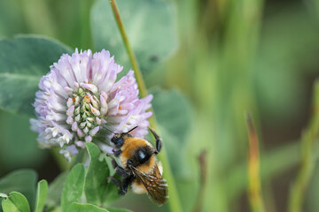 A bee collects nectar on clover flowers.