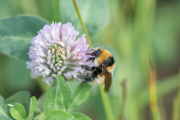 A bee collects nectar on clover flowers.