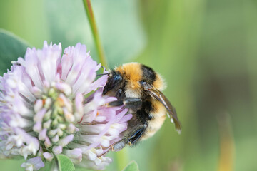 A bee collects nectar on clover flowers.
