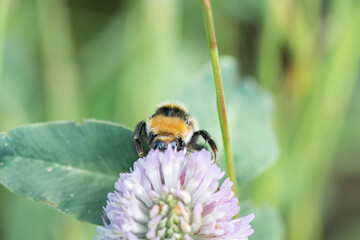 A bee collects nectar on clover flowers.