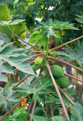 Closeup of healthy growing papaya tree (Carica papaya) with bunch of young green unripe fruits hanging from branches