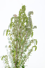 A sprig of medicinal wormwood on a white background. A sprig of common wormwood. Artemísia vulgáris.Treats pneumonia, even coronavirus, for fumigation of premises for the purpose of disinfection