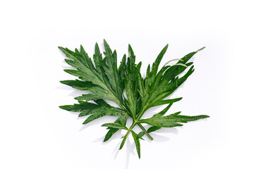 A sprig of medicinal wormwood on a white background. A sprig of common wormwood. Artemísia vulgáris.Treats pneumonia, even coronavirus, for fumigation of premises for the purpose of disinfection