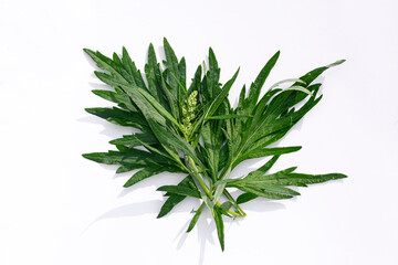 A sprig of medicinal wormwood on a white background. A sprig of common wormwood. Artemísia vulgáris.Treats pneumonia, even coronavirus, for fumigation of premises for the purpose of disinfection