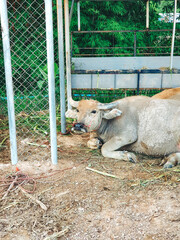 Beauty Cute Buffalo in the park