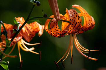 鬼百合