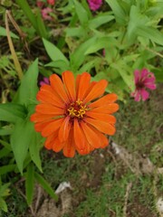 close up orange flower in nature